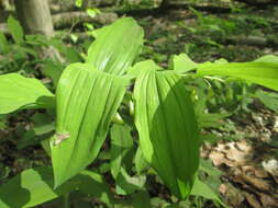 Image of Common Solomon’s-seal