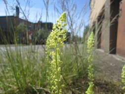 Слика од Reseda lutea L.