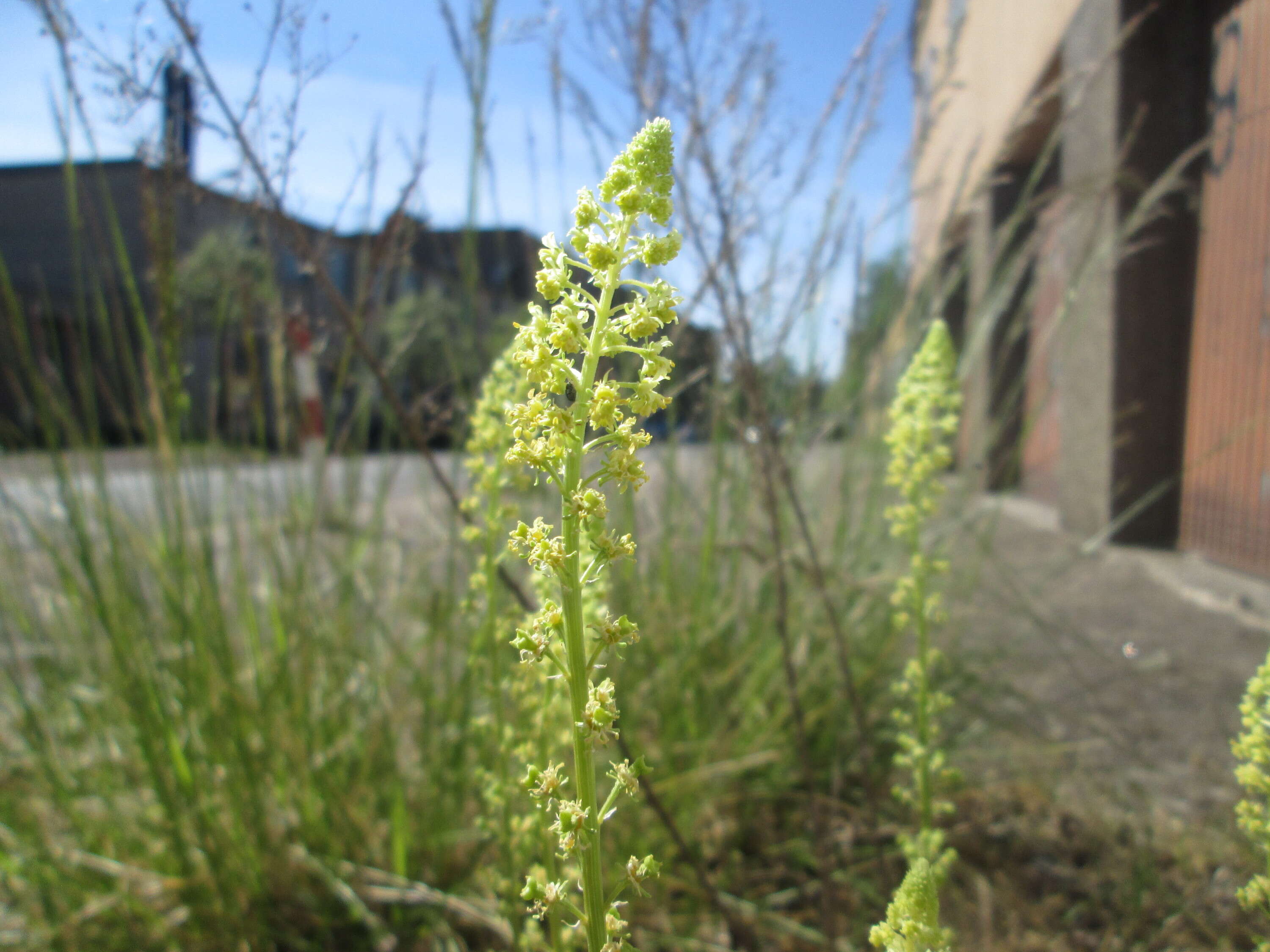 Слика од Reseda lutea L.