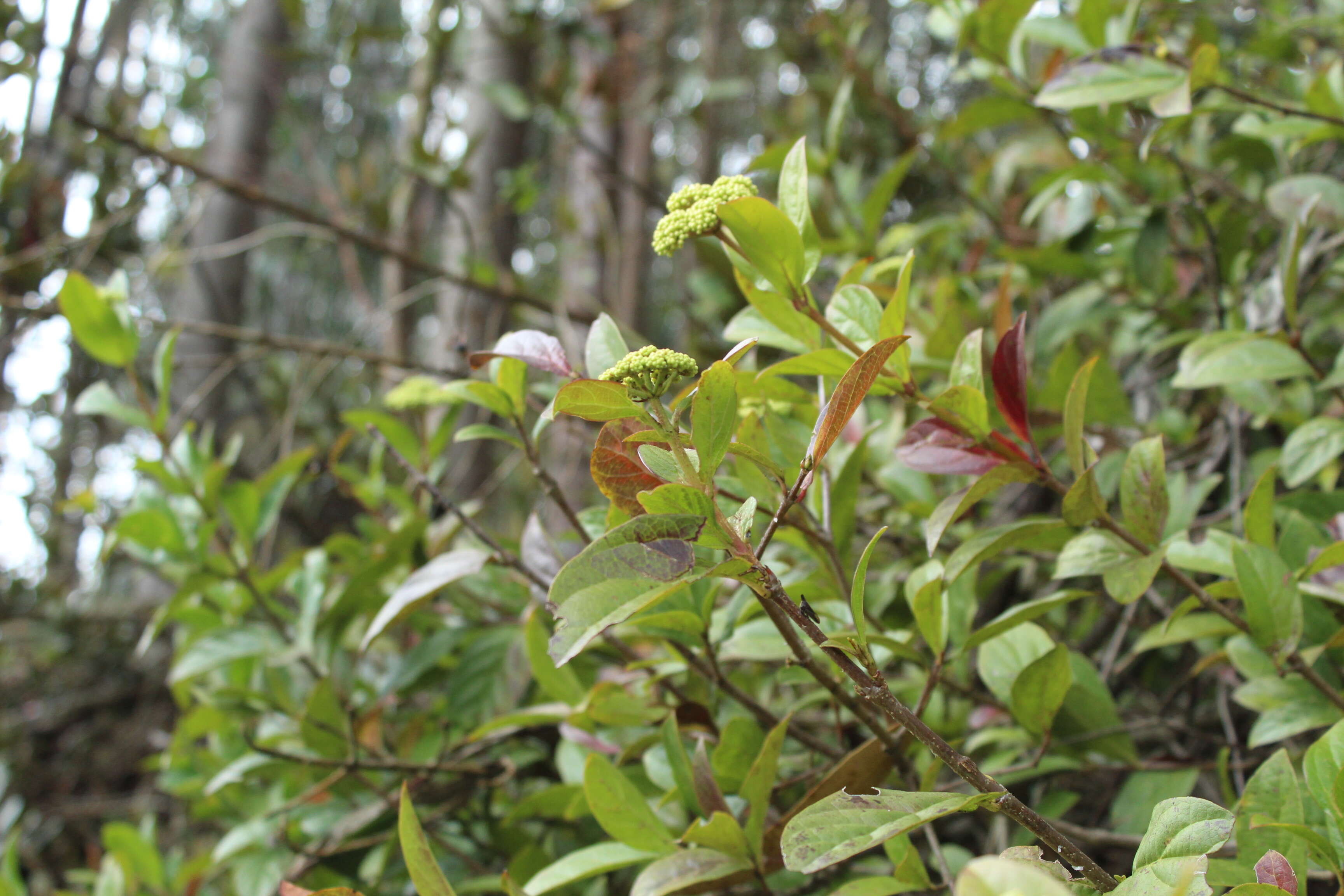 Image of Viburnum triphyllum Benth.