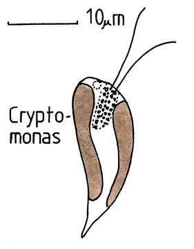 Image of Cryptomonadales