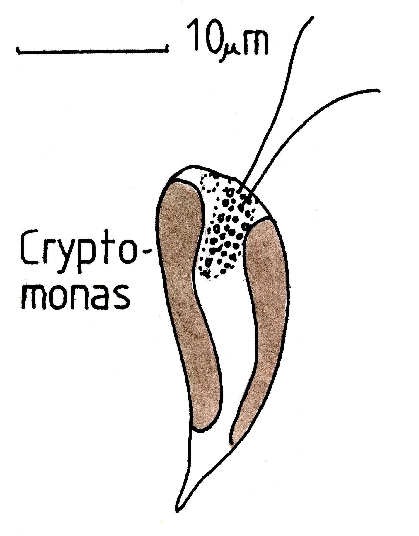 Слика од Cryptomonadales