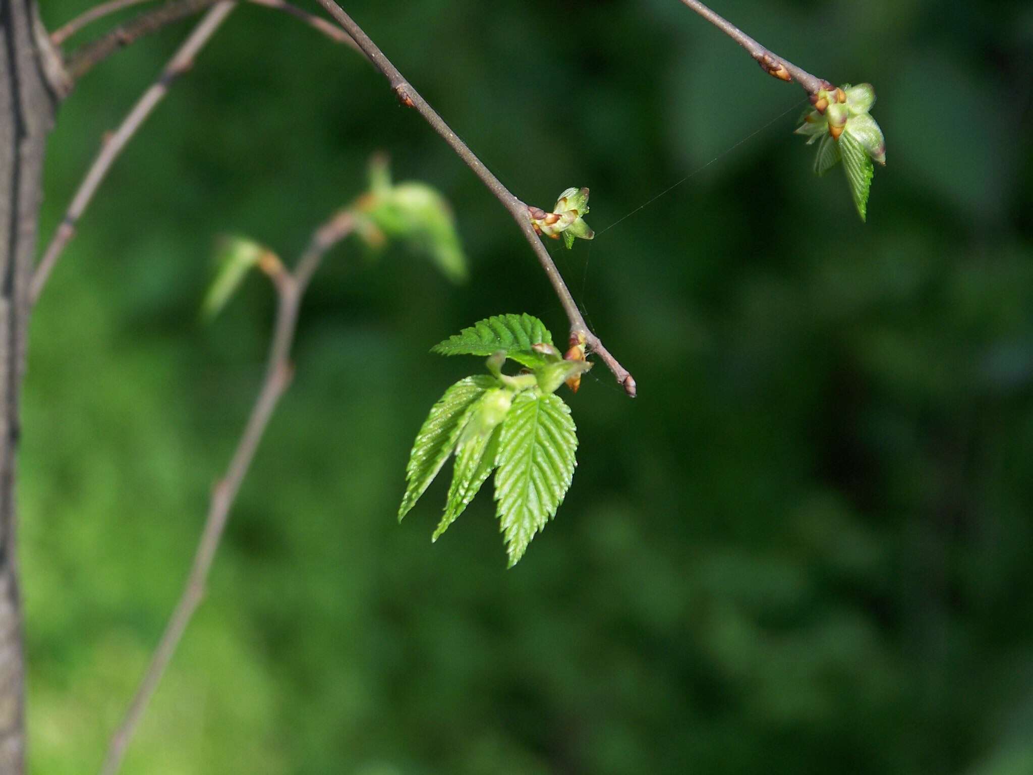 Ulmus elongata L. K. Fu & C. S. Ding resmi