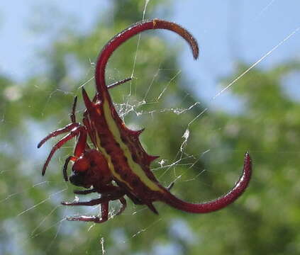 Image of Gasteracantha falcicornis Butler 1873