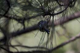 Image of Golden-crowned Kinglet