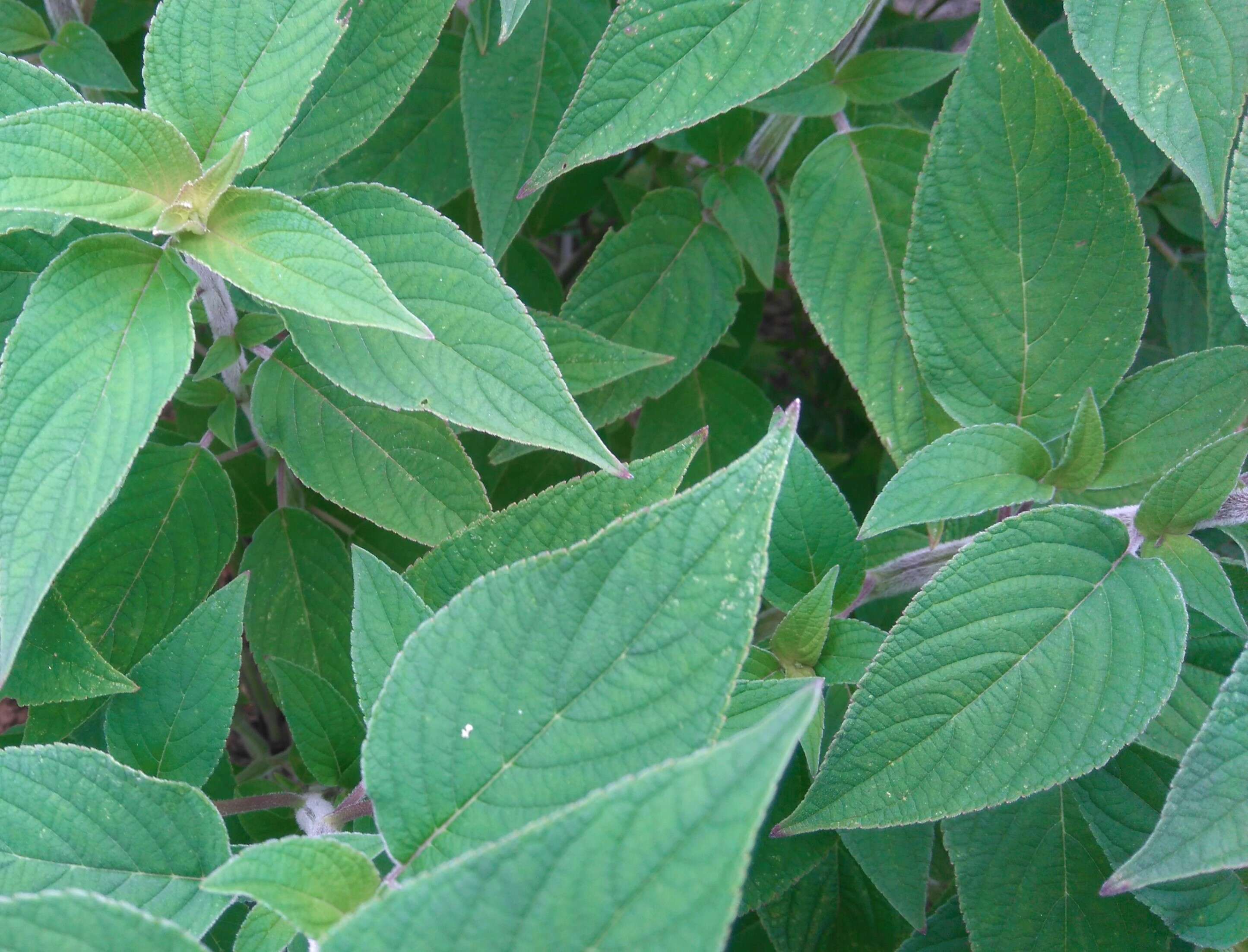 Image of pineapple sage