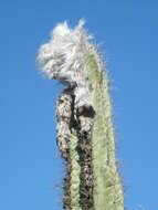 Image of Pilosocereus leucocephalus (Poselg.) Byles & G. D. Rowley