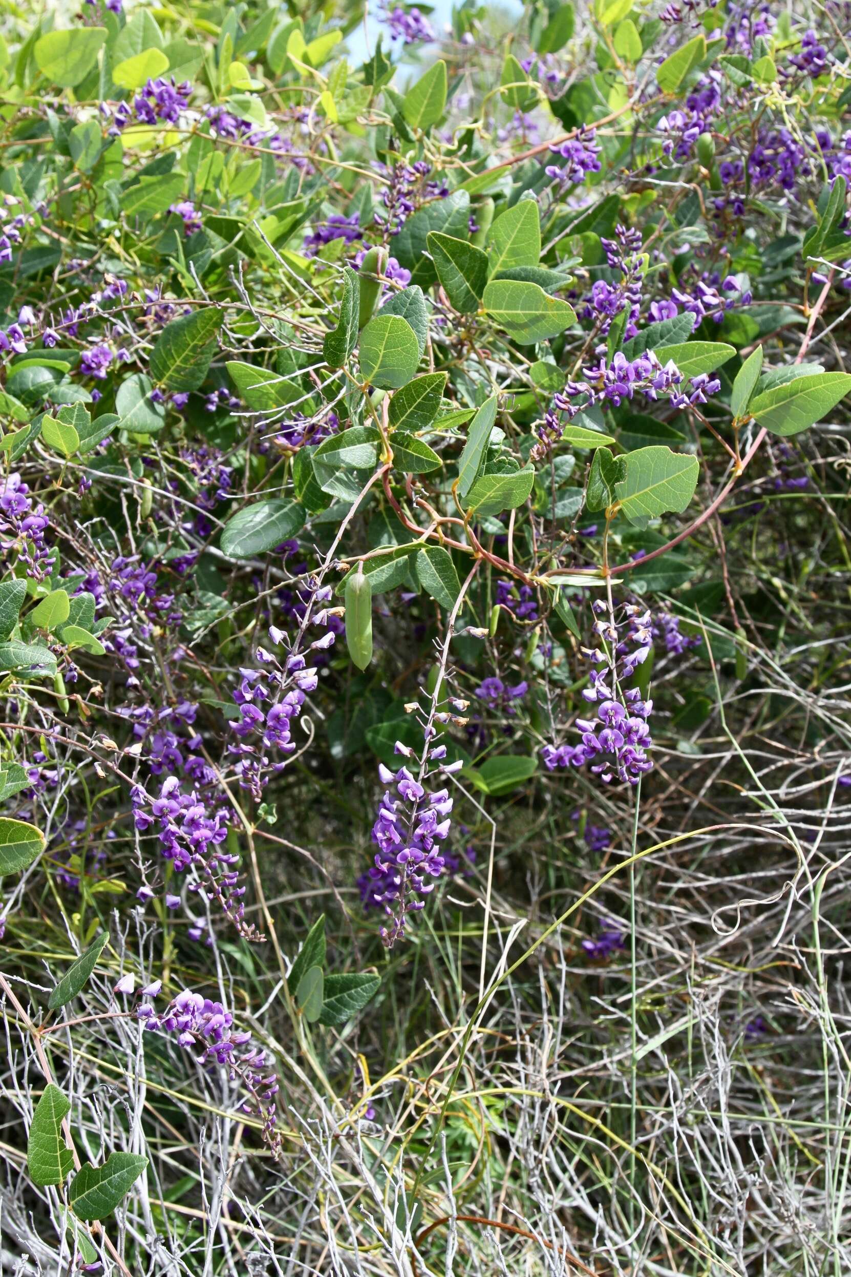 Image of Australian lilac vine