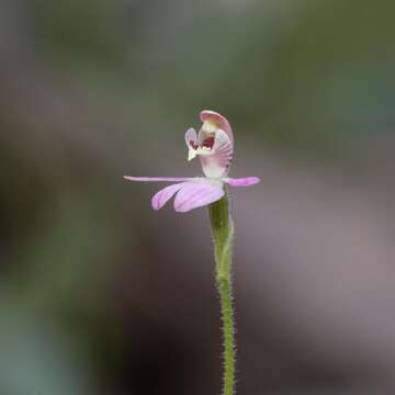 Caladenia pygmaea (R. S. Rogers) R. J. Bates resmi