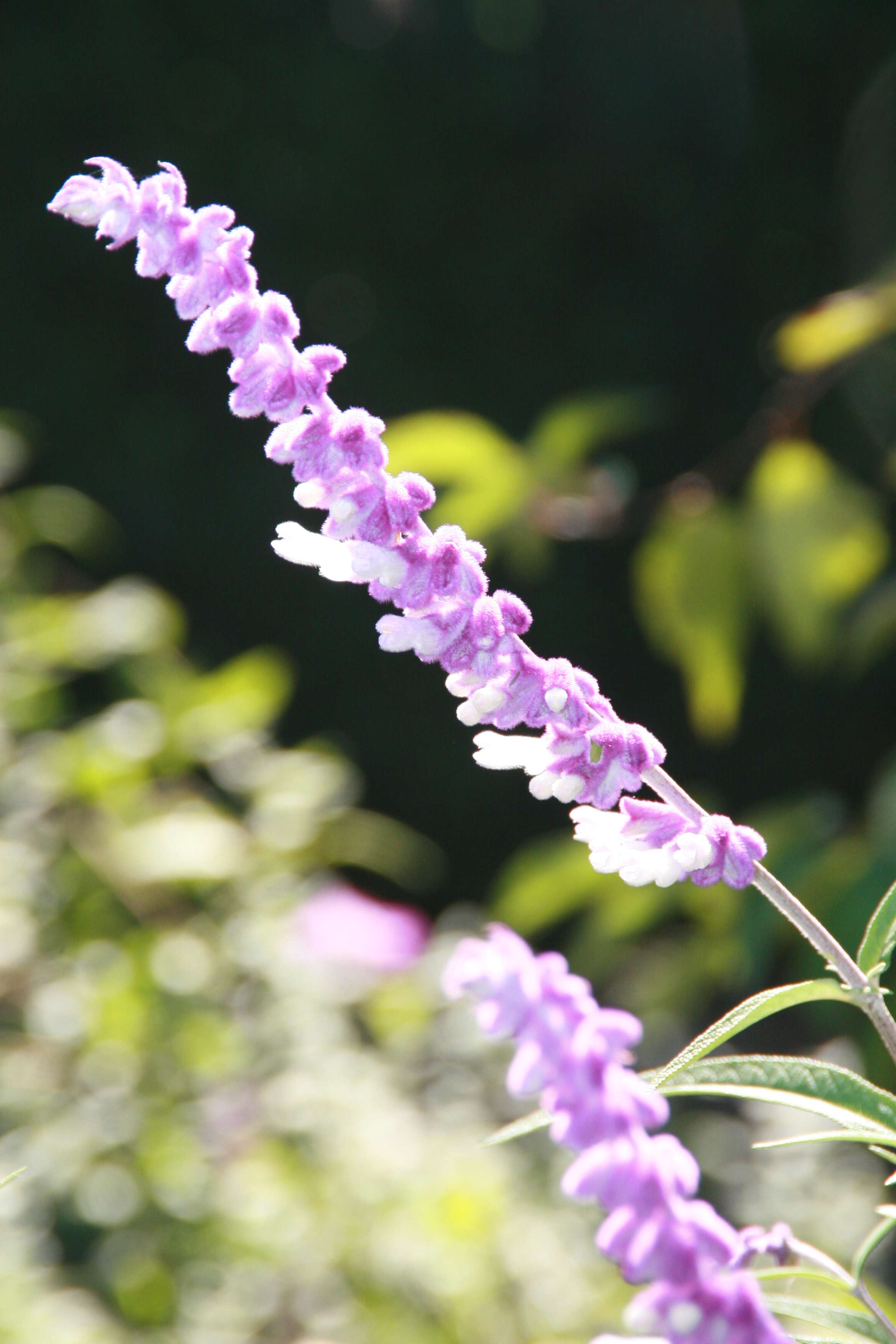 Imagem de Salvia leucantha Cav.