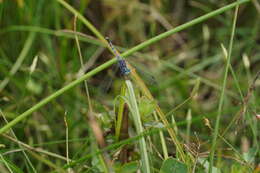 Image of Diplacodes trivialis (Rambur 1842)