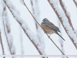 Image of European Rock Bunting