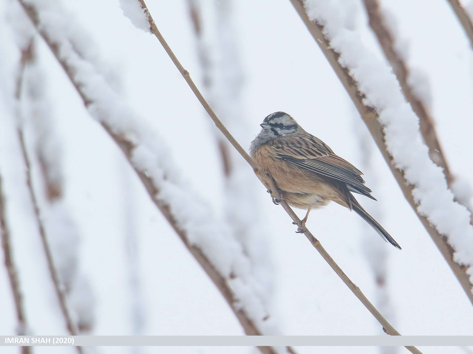 Image of European Rock Bunting