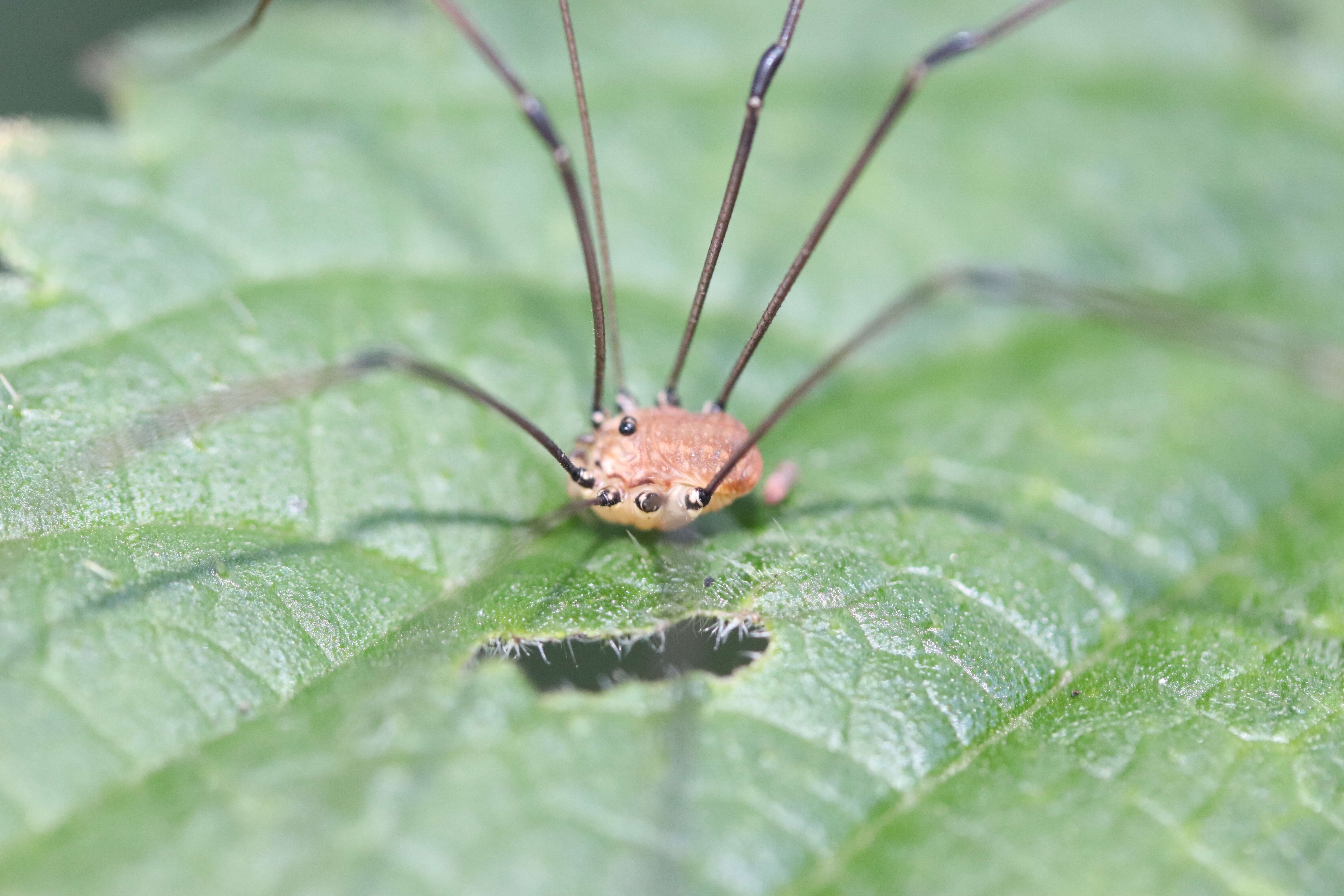 Image of Leiobunum rotundum