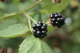 Image of Bramble