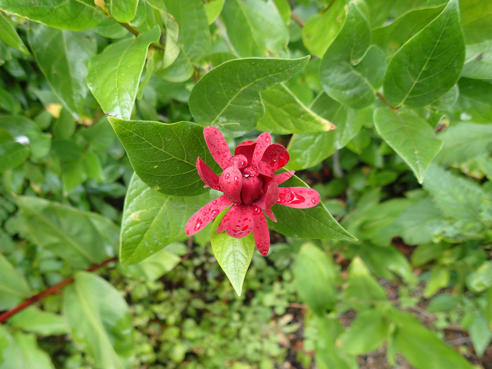 Image of western sweetshrub