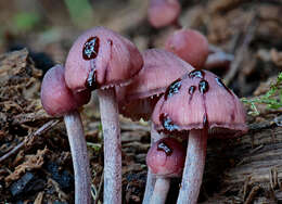 Image of Mycena haematopus (Pers.) P. Kumm. 1871