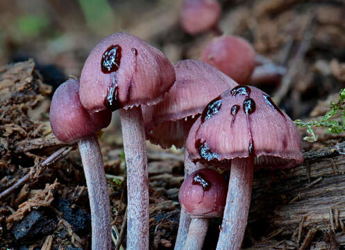 Image of Mycena haematopus (Pers.) P. Kumm. 1871