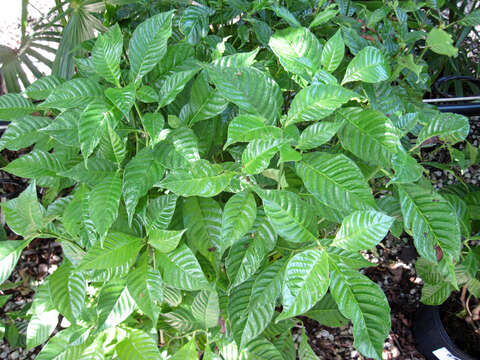 Imagem de Psychotria nervosa Sw.