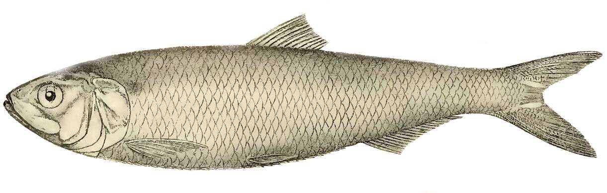 Image of Azov shad