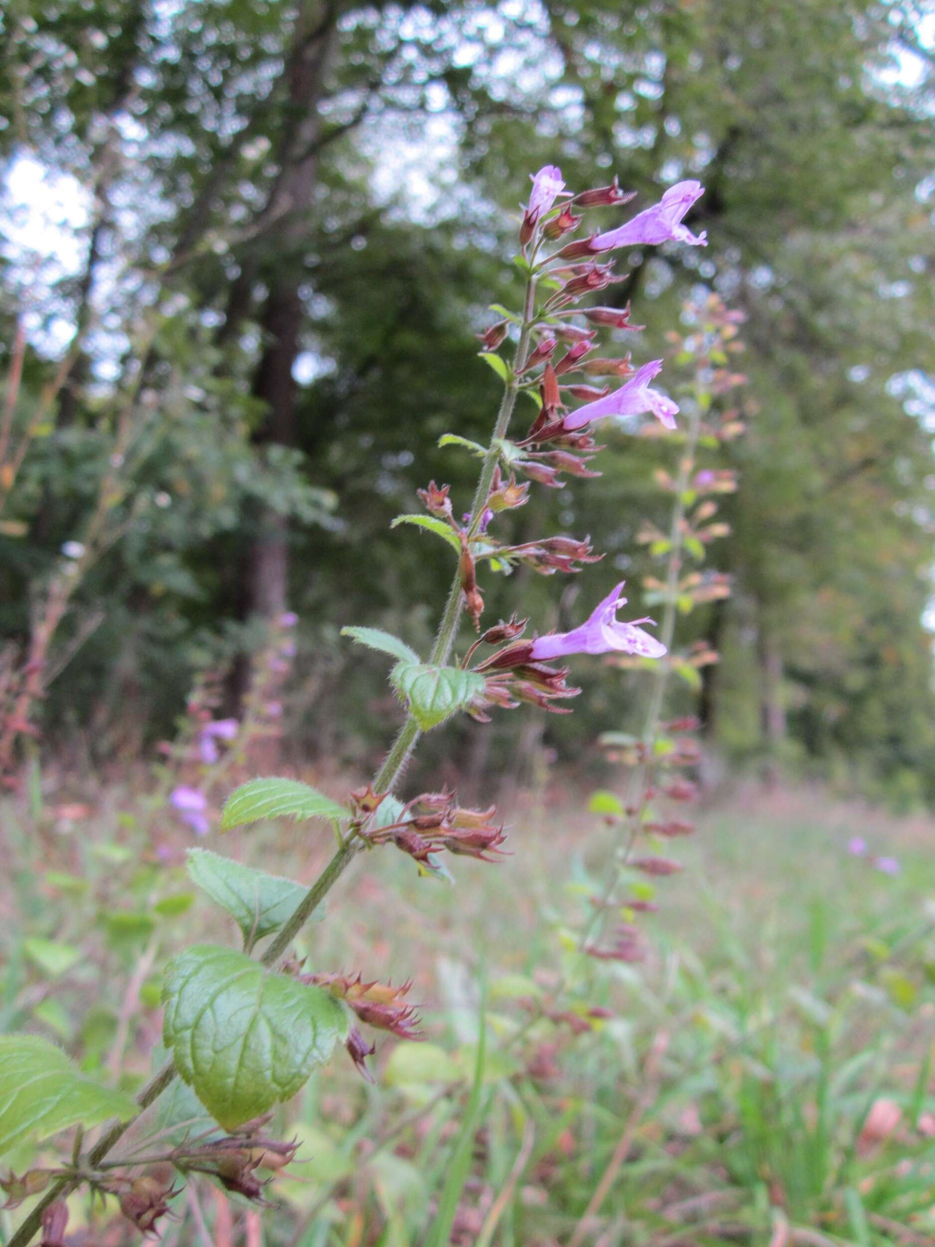 Image of Wood calamint