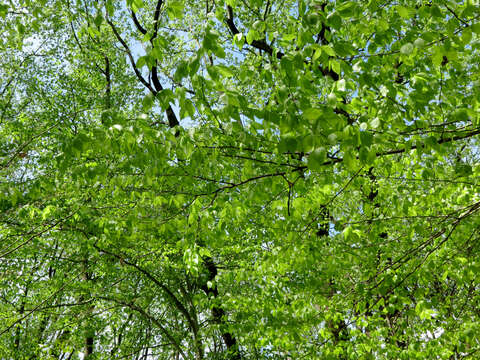 Image de Hêtre à grandes feuilles