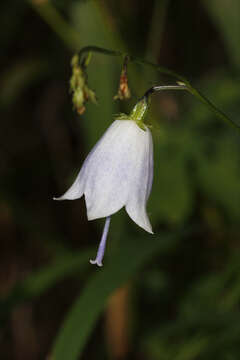 Imagem de Adenophora liliifolia (L.) A. DC.