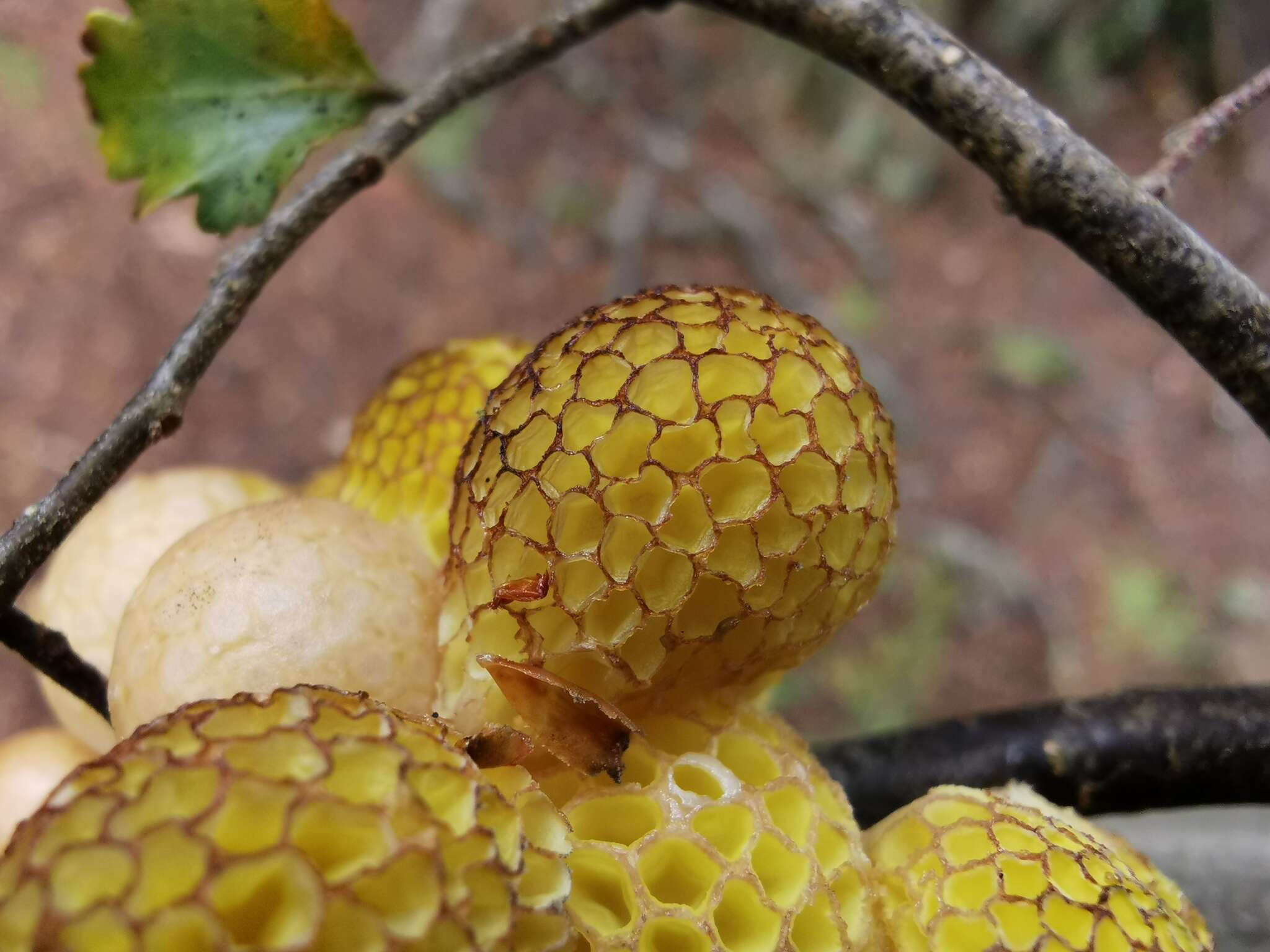 Image of beech orange (fungus)