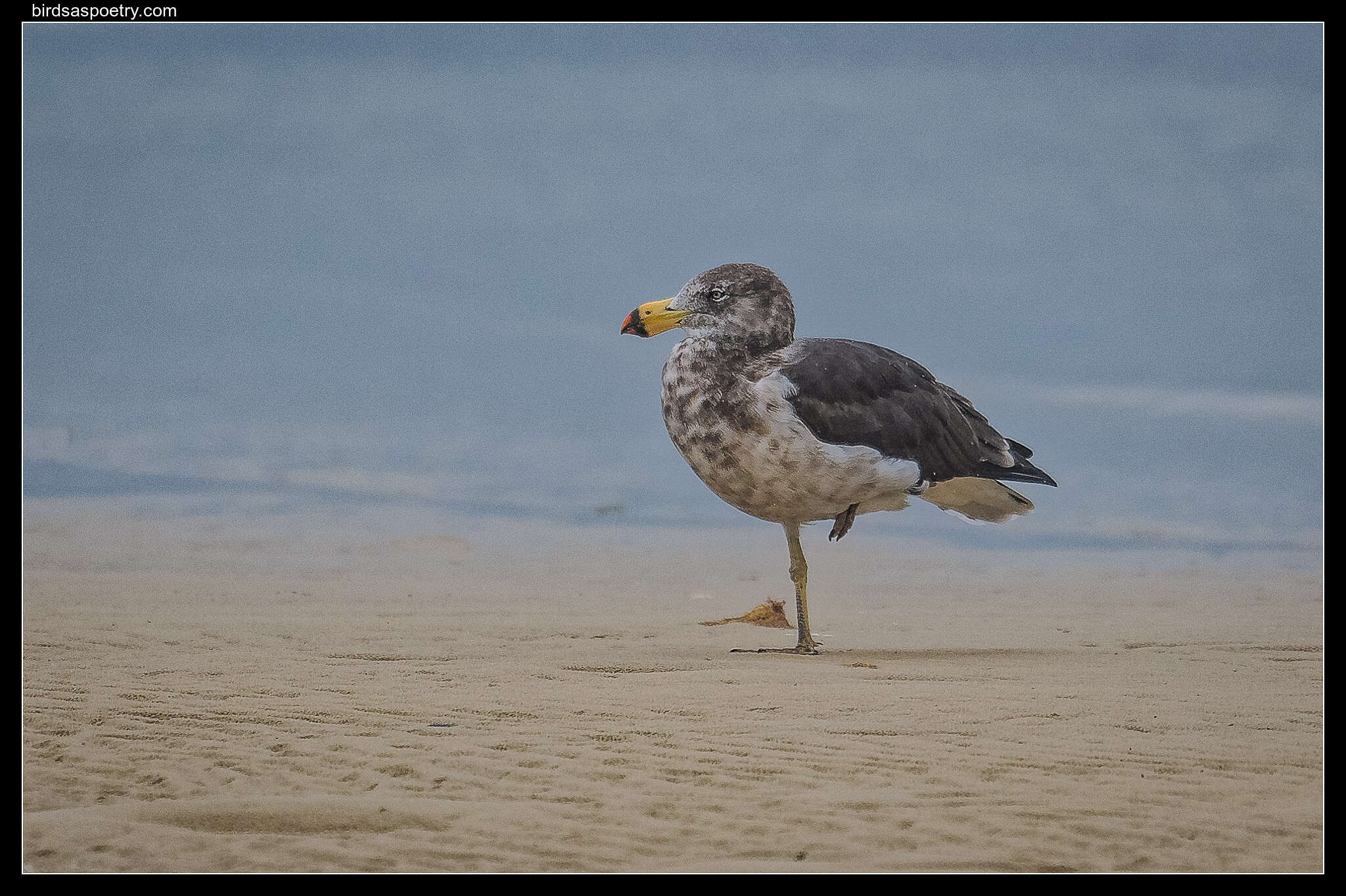 Image of Pacific Gull