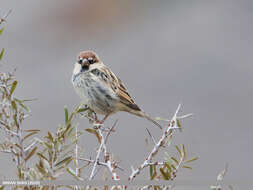 Image of Spanish Sparrow