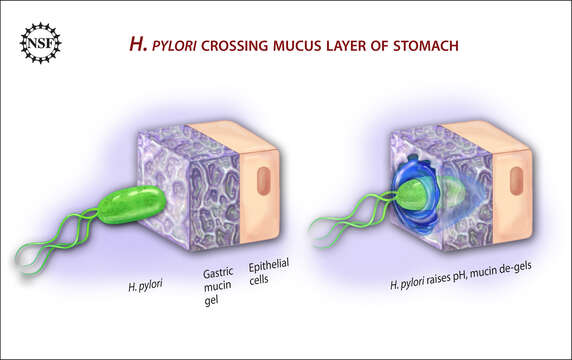 صورة Helicobacteraceae