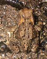 Sivun Bufo japonicus Temminck & Schlegel 1838 kuva