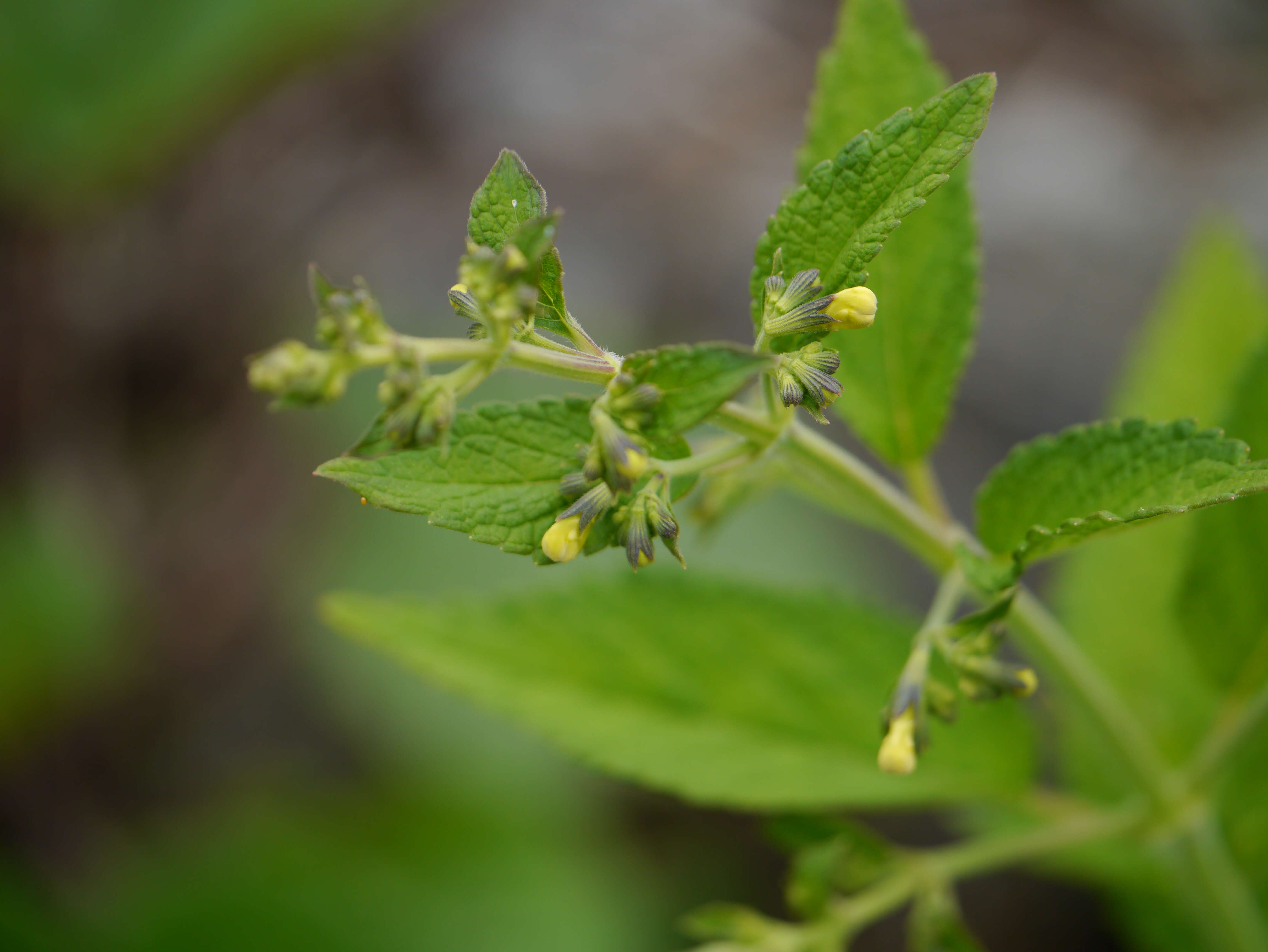 Plancia ëd Nepeta govaniana (Wall. ex Benth.) Benth.