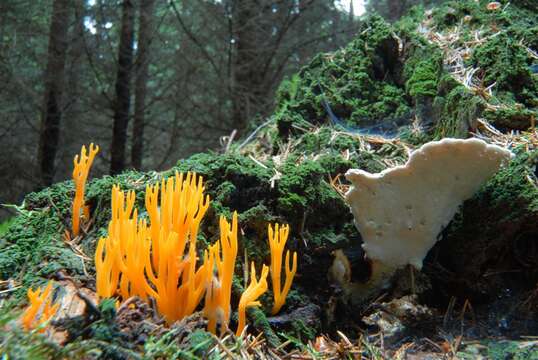 Image of Calocera viscosa (Pers.) Fr. 1821