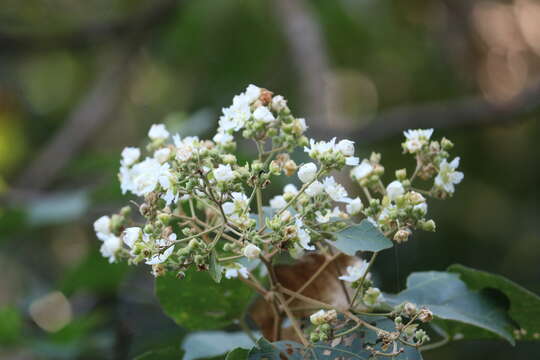 Imagem de Kydia calycina Roxb.