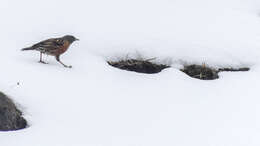 Image of Alpine Accentor