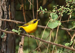 Image of Golden Bush Robin