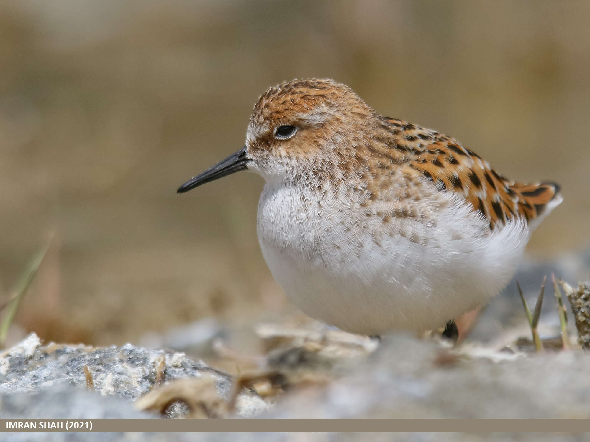 Image of Little Stint