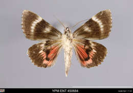 Image of Light crimson underwing moth