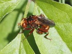 Image of Sicus ferrugineus (Linnaeus 1761)