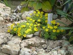 Image of Dionysia aretioides (Lehm.) Boiss.