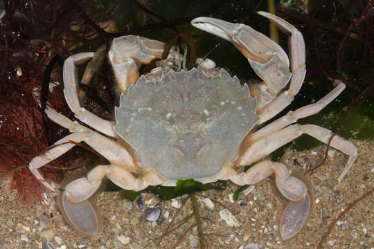 Image of Vernal crab