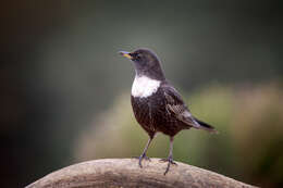 Image of Ring Ouzel