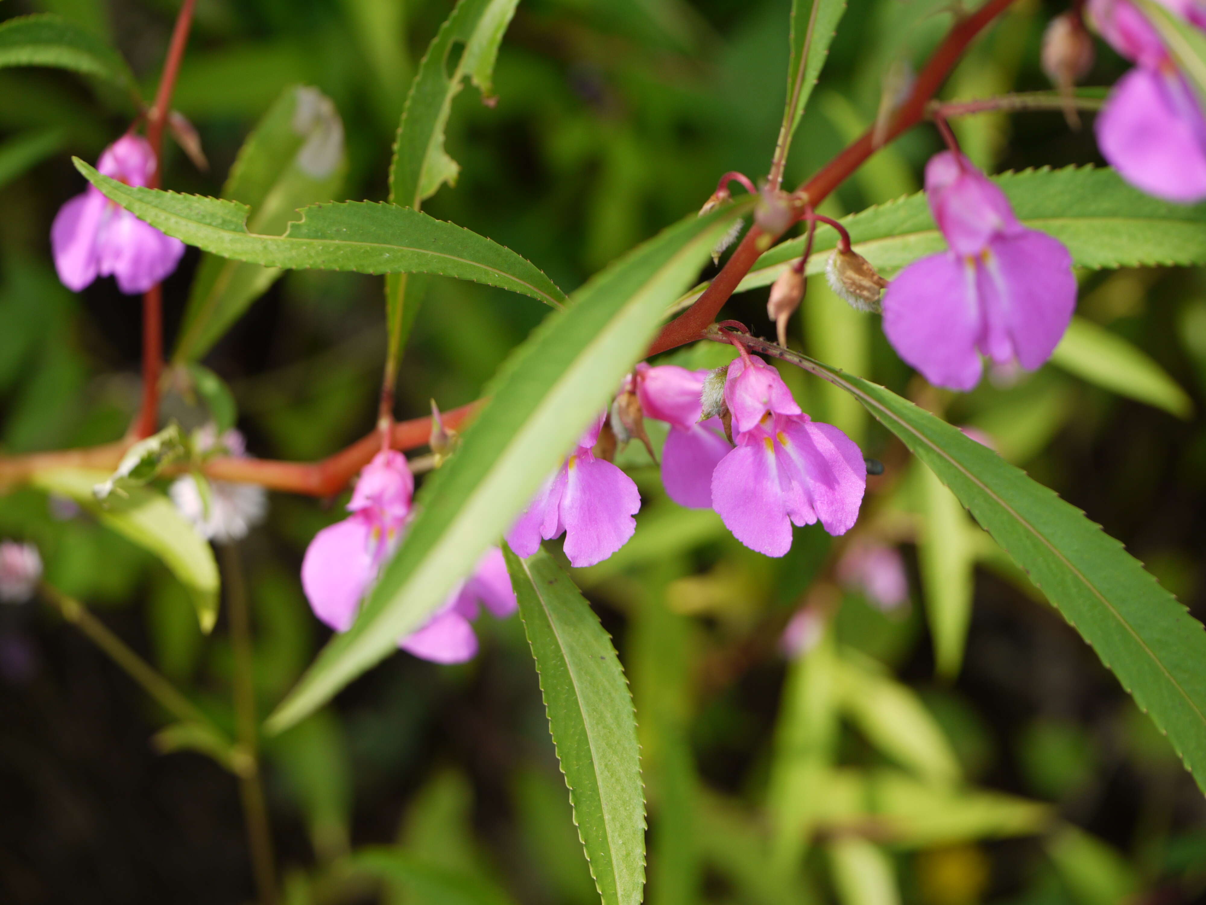 Image of spotted snapweed