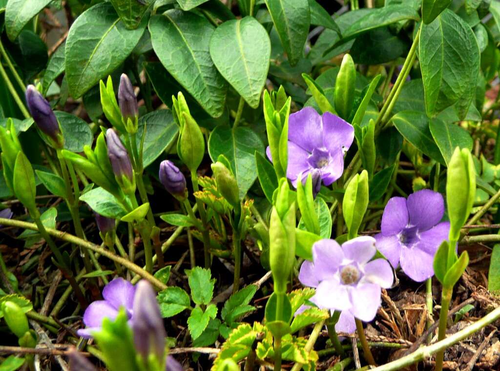 Image of Common Periwinkle