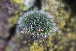 Image of pulvinate dry rock moss