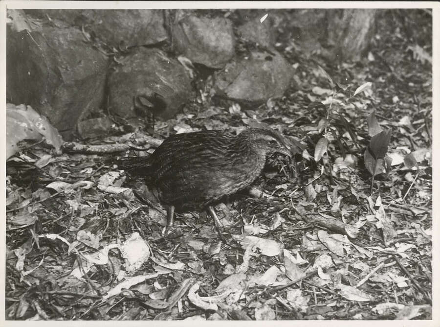 Image of Weka