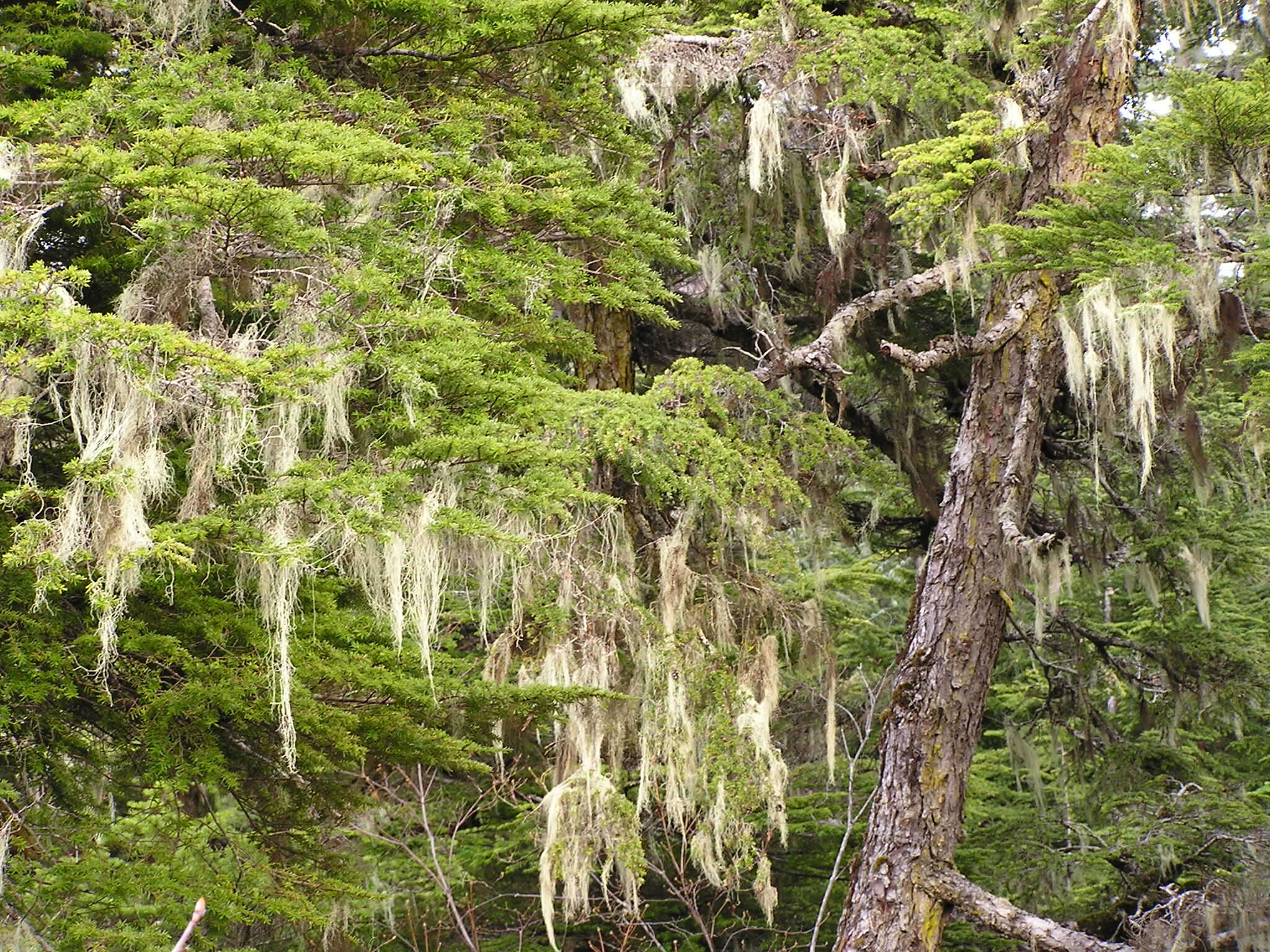 Image of western hemlock