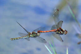 Image of Common Darter