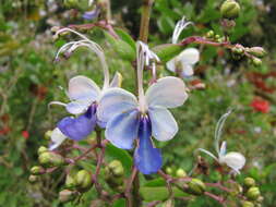 Слика од Rotheca myricoides (Hochst.) Steane & Mabb.